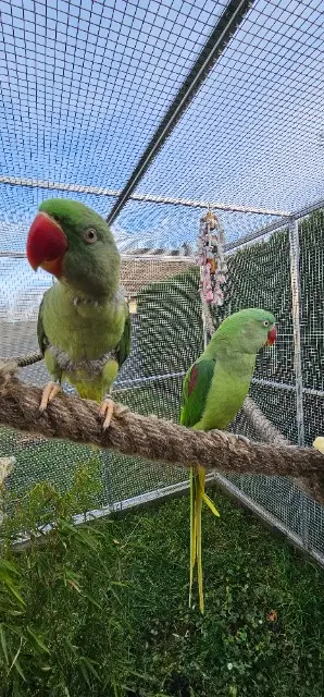 animal lost   68560 Heimersdorf Cacahuète