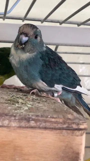 animal lost   68460 Lutterbach Kakariki