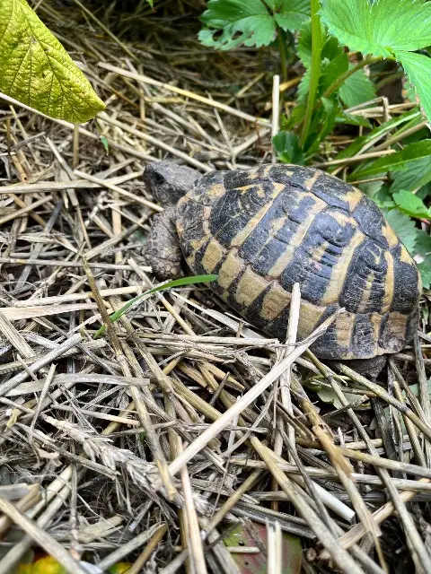 animal lost   68000 Colmar Napoléon