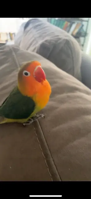 animal lost   68110 Illzach Rio