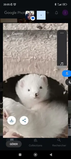 animal lost   68160 Sainte-Croix-aux-Mines Virus