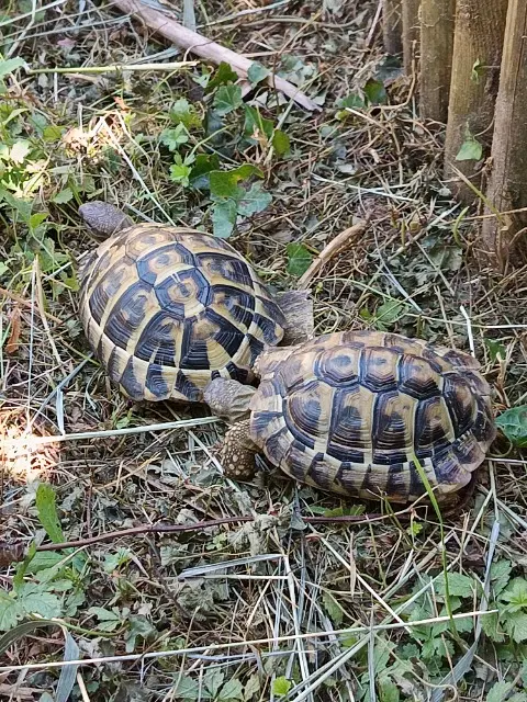 animal lost   69400 Villefranche-sur-Saône Flashetyoda
