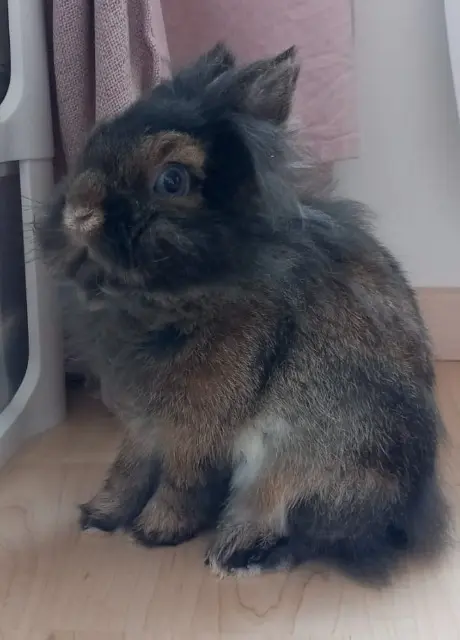 animal lost   69220 Belleville-en-Beaujolais Loki