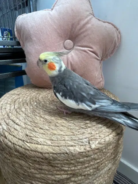 animal lost    Lyon Kumo