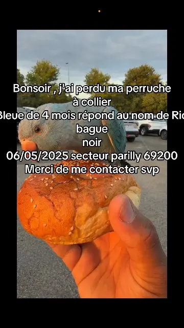 animal lost   69200 Vénissieux Rio