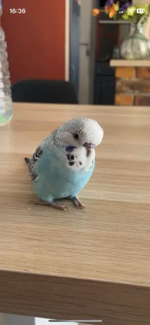 animal lost   71150 Chaudenay Myrtille