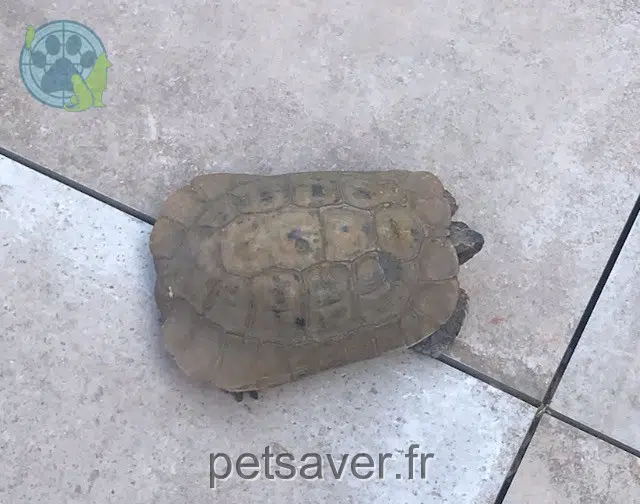 animal lost    Le Mans Nino