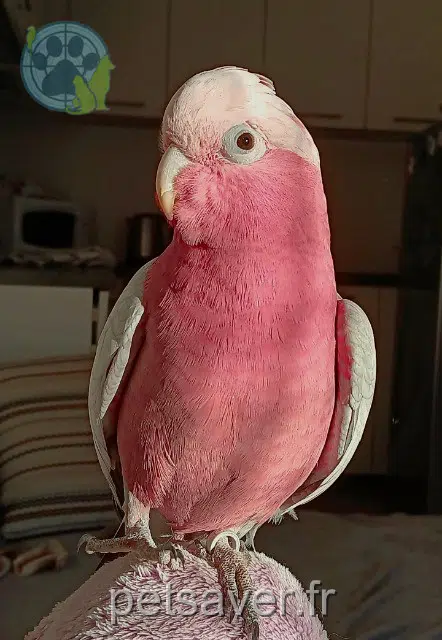 animal lost   74160 Neydens Charly