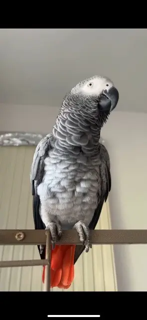 animal lost   74330 Nonglard Coco