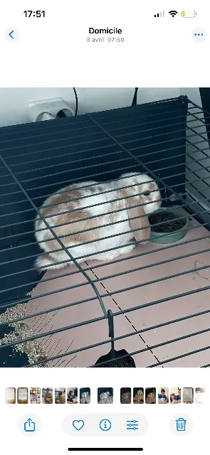 animal lost   77220 Gretz-Armainvilliers Linguini