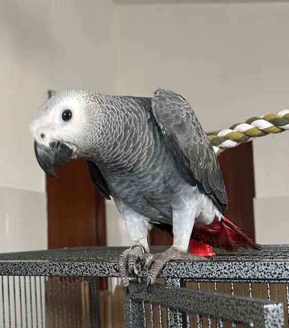 animal lost   77330 Ozoir-la-Ferrière Patrick