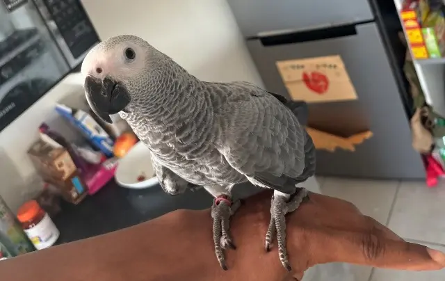 animal lost   77600 Bussy-Saint-Georges Willow