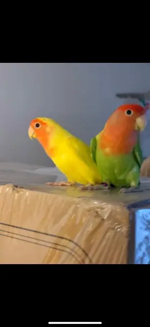 animal lost   78800 Houilles Miel et Brocoli