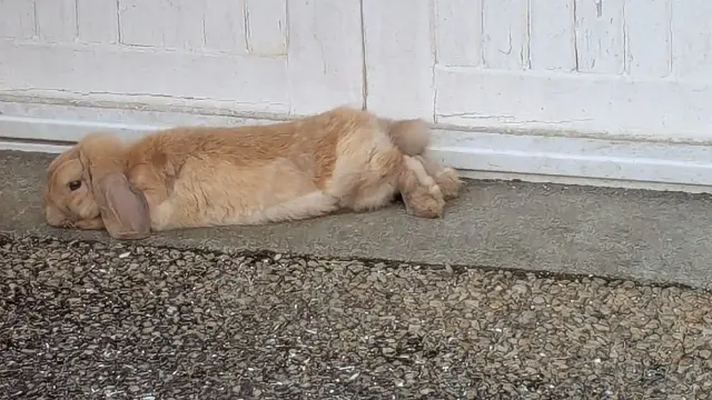 animal lost   79400 Saint-Maixent-l'École Lapincaramel