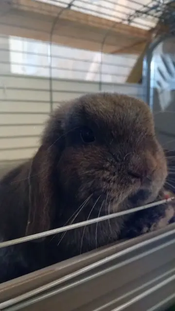 animal lost   79370 Fressines Potter