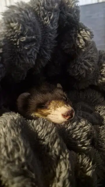 animal lost   80132 Vauchelles-les-Quesnoy Basile