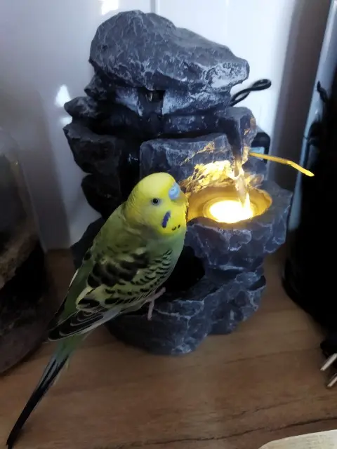 animal lost   80800 Franvillers Nicky