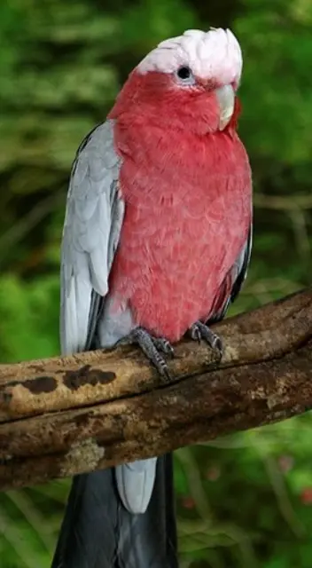 animal lost   82350 Albias Boudu