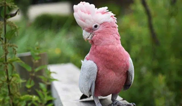 animal lost   83210 Solliès-Pont Ricky