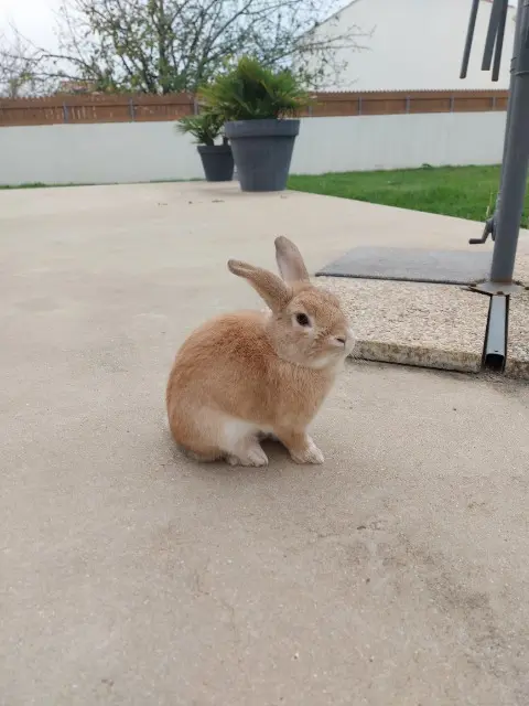 animal lost   85800 Le Fenouiller Coulais