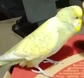 animal lost   86220 Leugny Cookie