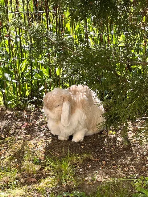 animal lost   91370 Verrières-le-Buisson Poséidon