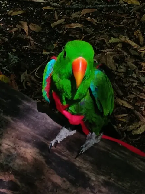 animal lost    Saint-Denis Jak