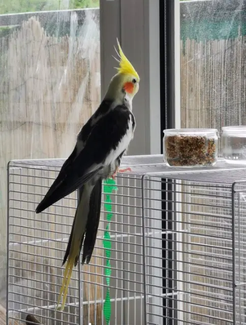 animal lost   94700 Maisons-Alfort CupCake