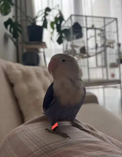 animal lost   94120 Fontenay-sous-Bois Kiri