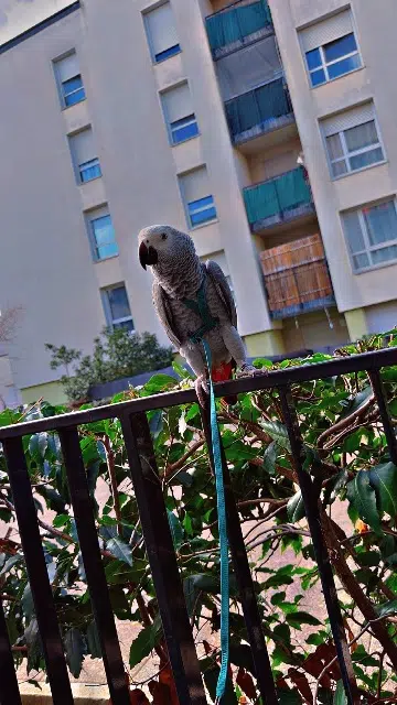 animal lost   94450 Limeil-Brévannes Pablo