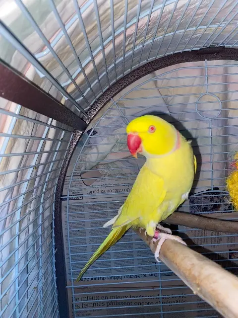 animal lost   95100 Argenteuil Minato