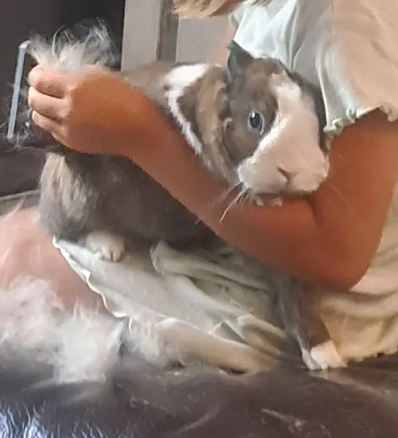 animal lost    Pontoise Ninnin