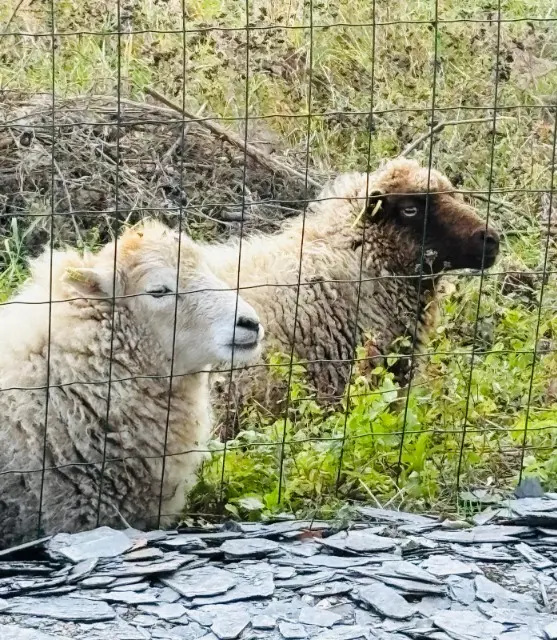 animal lost   02200 Soissons Padelistes