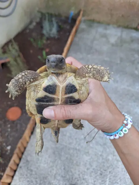 animal lost   06810 Auribeau-sur-Siagne Luna