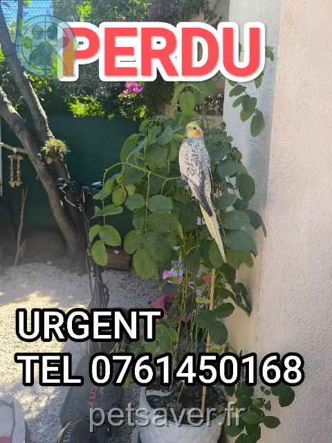 animal lost    Grasse Perle
