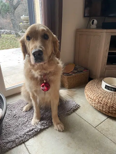 animal lost   06660 Saint-Étienne-de-Tinée Syrah