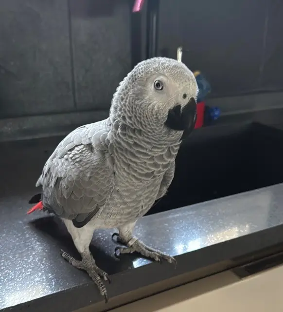 animal lost   06700 Saint-Laurent-du-Var Tess