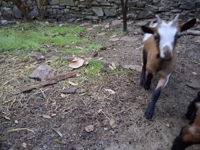 animal lost   07230 Payzac Pomme