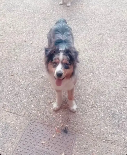 animal lost   07300 Saint-Jean-de-Muzols Thouna