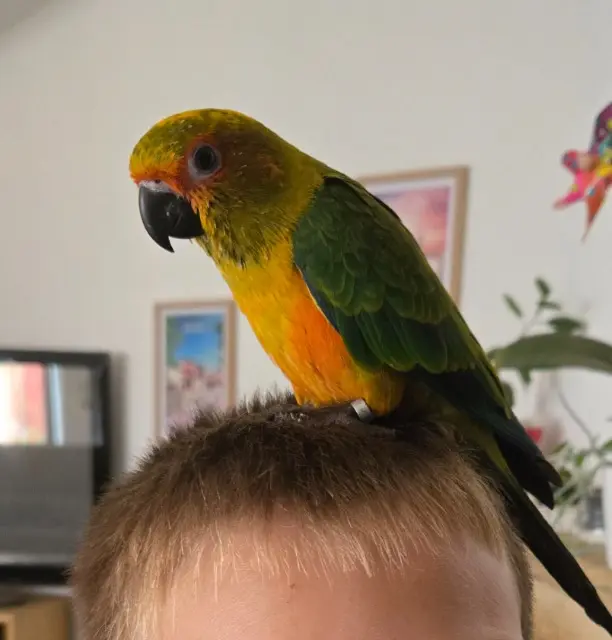 animal lost   11610 Pennautier Carla