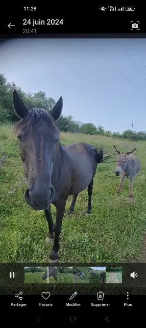 animal lost   12260 Villeneuve Prunelle