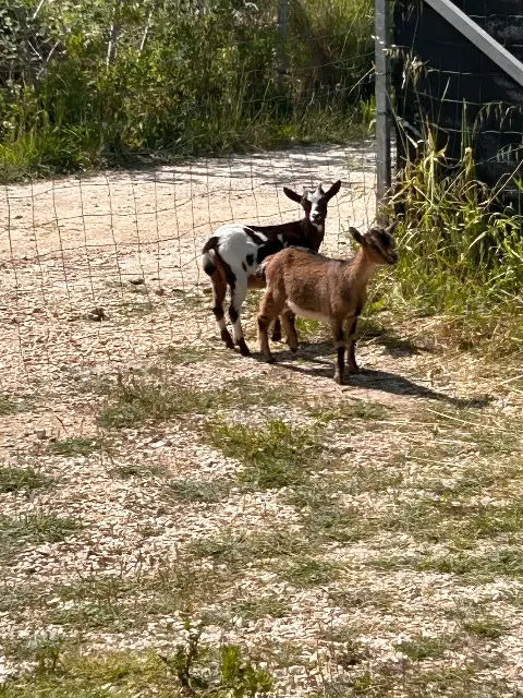 animal lost    Arles Chevres