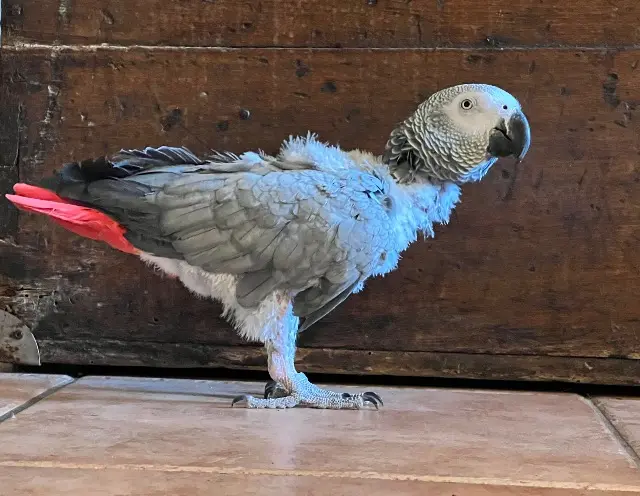 animal lost   13170 Les Pennes-Mirabeau Lilou
