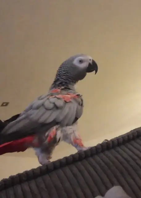 animal lost   13140 Miramas Lola