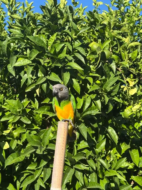 animal lost    Marseille Aida