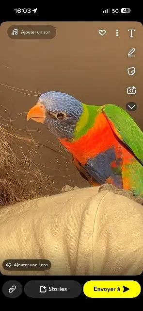 animal lost    Marseille Ova