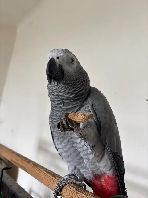 animal lost   13260 Cassis Nalla