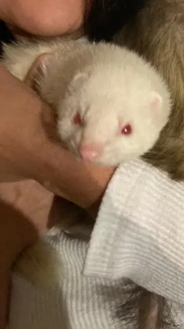 animal lost   13105 Mimet Pampam