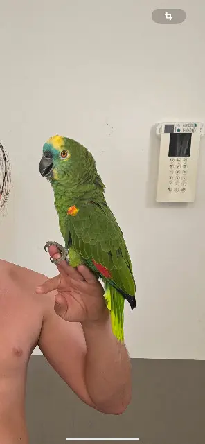 animal perdue 13700 Marignane Maya animal lost 13700 Marignane Maya