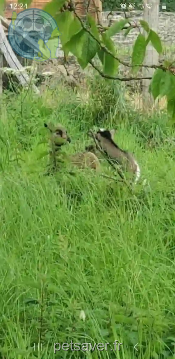 Perdue 14 Calvados - Bambi-et-blanche Perdue 14 Calvados - Bambi-et-blanche